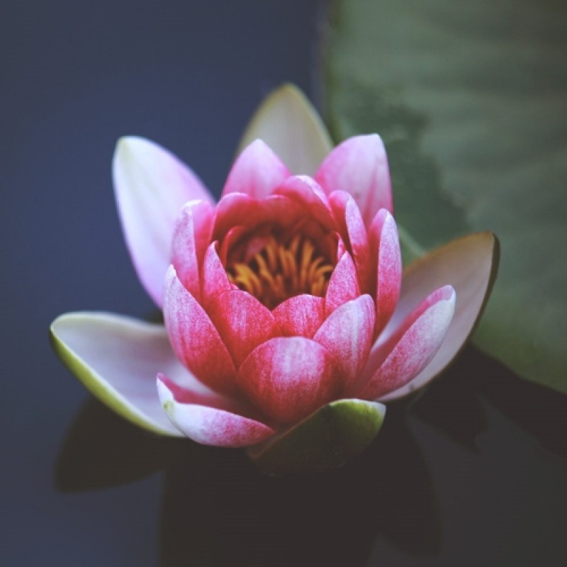 YOGA NIDRA CHAKRA E MANTRA YOGA NIDRA CHAKRA E MANTRA